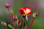 Eine von zahlreiche Rosensorten im Botanischen Garten Christiansberg.