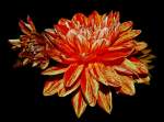 Dahlie von meinem Garten
04.08.2012