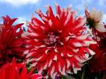 Dahlie von meinem Garten
11.08.2012
