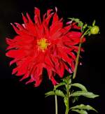 Dahlie von meinem Garten
18.08.2012