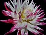 Dahlien aus meinem Garten
21.08.2012