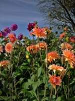 Dahlien in meinem Garten
23.08.2012