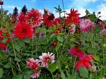 Kleiner Teil meines Dahlienbeetes
11.08.2012
