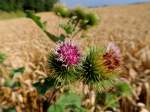 Acker-Kratzdistel(Cirsium arvense), umgangssprachlich auch Ackerdistel blht am Rande eines Weizenfeldes; 120730
