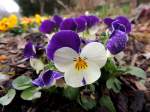 Stiefmütterchen(Viola tricolor) mit weiss-violetten Blütenblättern, an welchen Regentropfen haften, bringen Farbe ins naßtrübe(Frühlings)Wetter; 130406