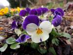 Stiefmtterchen(Viola tricolor) mit weiss-violetten Bltenblttern, an welchen Regentropfen haften, bringen Farbe ins natrbe(Frhlings)Wetter; 130406