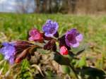 kleine bunte Blten bringen Farbe ins Frhjahr; 130212