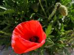 Klatschmohn in voller Pracht; 130425