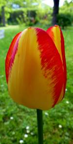 Tulpe.