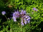 Phacelia auch Bienenflei, Bienenweide genannt, wird bei uns als Grndnger, Futter-und Imkerpflanze angebaut, Juni 2013