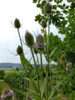 Wilde Karde, auch Weberdistel genannt, die bis 1,50m hohe Heilpflanze wächst häufiger in Süddeutschland, Juli 2013