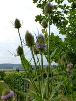 Wilde Karde, auch Weberdistel genannt, die bis 1,50m hohe Heilpflanze wchst hufiger in Sddeutschland, Juli 2013