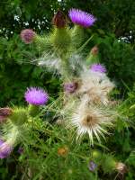 die Gemeine Kratzdistel mit Knospen, Blten und Samen, Aug.2013