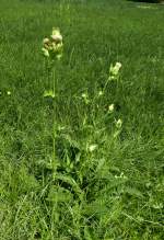 die Kohl-Kratzdistel, hufig auf feuchten Wiesen und an Gewssern, Aug.2013