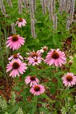 Blumen mit Besuch, im Kurpark  Bad Rappenau.