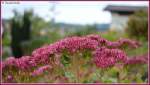 Sedum telephium, auch  fette Henne  genannt am 04.Oktober 2013 im heimischen Garten.