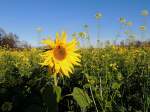 Sonnenblumenblte im Ackersenffeld; 131110