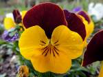 Stiefmütterchen(Viola tricolor) mit gelb-brauner Blüte; 130406