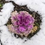 Kleiner Kohl im Schnee. Teisendorf, 31.01.2014