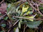 Schlüsselblume(Primula veris)hat es an die Oberfläche geschafft, und zeigt sich als Vorbote für den Frühling 2014; 140222