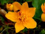 Sumpfdotterblumenblüte (Caltha palustris)hat Besuch von einer Fliege; 140410