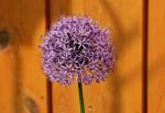  Allium Gladiator  im Garten - 01.05.2014