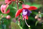 Fuchsie im Garten - 01.05.2014