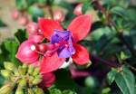 Fuchsie im Garten - 01.05.2014