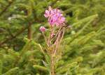 Eine Blume des im Hochharz inzwischen selten gewordenen Knabenkrauts; Aufnahme vom Abend des 01.08.2014 auf dem Grünen Band zwischen Brocken und Bodetal...