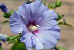 Hibiscus-Blüte - mit kaum erkennbarer Ameise neben dem Blütenstempel - 28.07.2014