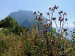 Distelblüten mit Hintergrund dem Traunstein im Salzkammergut; 140719