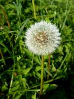 Lwenzahn, im verblhten Zustand, im Volksmund Pusteblume genannt, Okt.2014