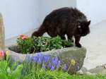 Frühlingsblumen und eine schmollende Katze; 150426