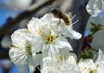 Zierkirschenblüte mit Insektenbesuch - 18.04.2015