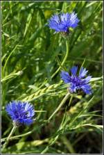 Kornblumen sind Boten des Sommers - fotografiert im Mai 2006 bei Feldberg in der Uckermark.