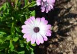 Blüte mit Wassertropfen im Garten - 17.05.2015