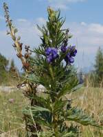 Blauer Eisenhut  (Aconitum napellus), auch genannt Gifthut, Sturmhut, Ziegentod, Apollonienkraut, Eisenhart, Eisenhütel… Nähe Trinkeralm (1800m); 12.08.2015
