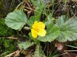 Berg-Nelkenwurz (Geum montanum) in ca. 1.900 m Höhe am Weg zwischen Trinkeralm und Hinterer Fager (Radstädter Tauern im Pongau), 18.08.2015
