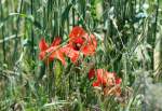 Mohnblumen, versteckt im Feld - 14.06.2015