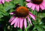 Sonnenhut mit Hummelbesuch im Garten - 26.07.2015