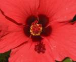 Hibiscus in Parque NAtural de Tamadaba - Gran Canaria.