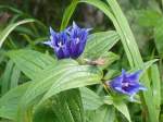 Blüten des Schwalbenwurz-Enzian (Gentiana asclepiadea), auch Herbst-Enzian oder Hirschbrunft-Enzian genannt; bei Radstadt im Pongau, August 2015
