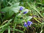 Schwalbenwurz-Enzian (Gentiana asclepiadea), auch Herbst-Enzian oder Hirschbrunft-Enzian genannt; bei Radstadt im Pongau, August 2015
