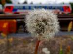 Pusteblume am Bahnhof Ried, im Hintergrund ein Triebwagen der BR5047; 150927