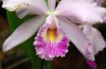 Nahaufnahme einer Orchidee in Parque Natural de Pilancones auf Gran Canaria.