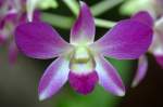 Nahaufnahme einer Orchidee in Parque Natural de Pilancones auf Gran Canaria.