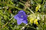 Glockenblume (Campanulaceae) an der Rabenwand bei Königssee.