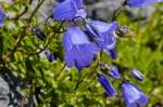 Zwerg-Glockenblume (Campanula cochleariifolia) im Berchtesgadener Land.