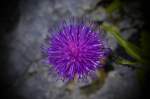 Allium-Blume im Berchtesgadener Land.