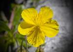 Kriechender Hahnenfuß (Ranunculus repens) im Berchtesgadener Land.